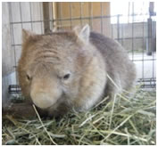 動物紹介 ひびき動物ワールド