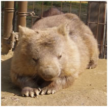 動物紹介 ひびき動物ワールド