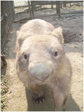 動物紹介 ひびき動物ワールド